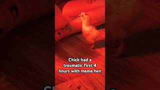 Saved chick from its mama💕 #animales #babychicks #Petsvlog #animals #babyanimals