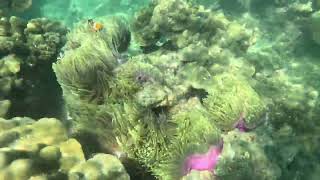 Clown fish, Hong island, Krabi