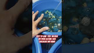 Small backyard farming - Australian Red Claw Crayfish - Baby craylings #shorts #crayfish #laviedeguz