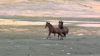 Horses at Song Kol