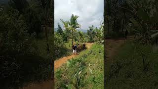 Yakin kalian ga ingin kesini?...#part 2 #youtubeshorts #maindialam #curugcidurian #curug