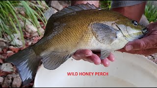 HONEY PERCH