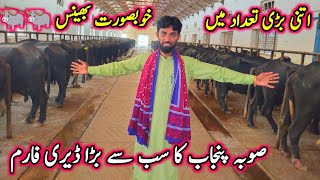 Soba Punjab Ka Sub Se Bada Dairy Farm||اتنی بڑی تعداد میں خوبصورت بھینسیں 🐃