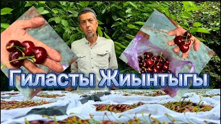 Гиласты Жиынтыгы…