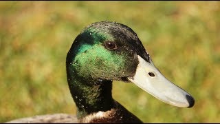 CANARDS : siffleurs, colverts, mandarins