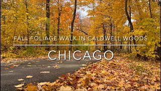 [4K] Downtown Chicago, IL US - Fall foliage walk in Caldwell Woods, Chicago