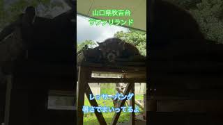 山口県秋吉台サファリランド　レッサーパンダ暑さにまいる💦#shorts