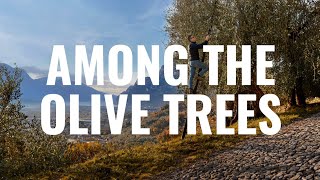 Andrea Santuliana - Among the Olive trees - LIFE IN TRENTINO