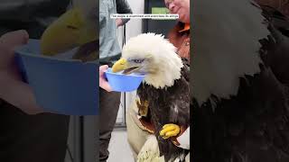 The girl accidentally saved the eagles life white walking on the road #shorts #animalshorts