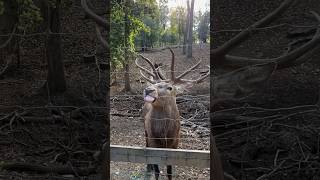 Благородний олень.Дендропарк Софіївка. Умань.🦌🪵🐉 #nature #славаукраїні #travel #дякуюзсу ❤️🇺🇦