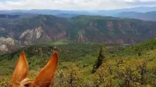 Riding Mules / Horses by Rifle Colorado 8,800 feet ASL