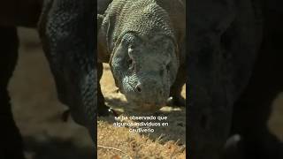 Dragon de komodo 2 #youtubeshorts #animals #shorts #viral #interesting #sabiasque #wild #komodo #omg