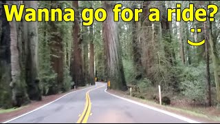 F4&5 - Wanna take a ride through the Redwoods? : )