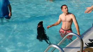 Remy retrieving at Flower Valley pool