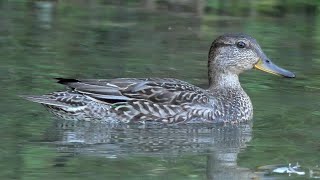 Alzavola - Common Teal (Anas crecca)