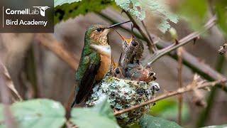 How Hummingbirds Raise Young