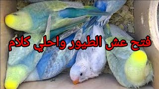 انتاج طيور كتير 🐣 والسر في كلمتين ✌️