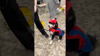 Mario dog 👻🎃😍