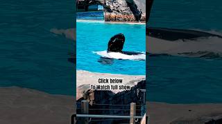 ORKA Killer Whale waves towards crowd at SeaWorld San Diego #whale #dolphin #shorts #viral #trending