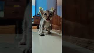 Angry Kitty 😾 #catsound #catsounds #catshorts #shorts #short #youtubeshorts #viral #trending