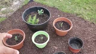 Garden Update   04 23 2018