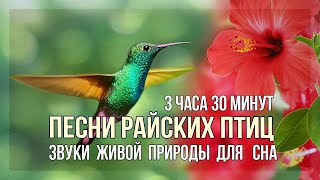 Песни Южных Птиц. Звуки природы для Сна. Songs of the Birds. Sounds of Wildlife for Sleep.