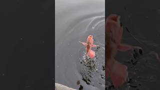 tilapia fishing#ikannila #bompengumpulikan #subscribe