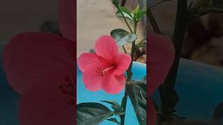 Beautiful Hibiscus Plant & 🌺 !! सुंदर गुड़हल का पौधा और फूल 🌺 !! #beautiful #plant #hibscus