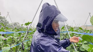 EGGPLANT PICKING RAIN or SHINE in JAPAN, RAINY DAYS in JAPAN