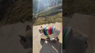 This Dog Can Skateboard Better Than You! 😯