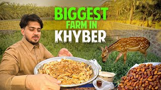 Biggest Farm Of Ajwa Khajoor 😍 In Fateh Khyber | Shumal Madina Al Munawra