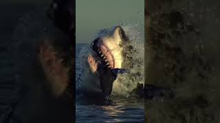 White Shark Attack 😳 #shorts #trending