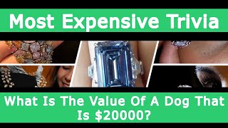 What Is The Value Of A Dog That Is $20000?