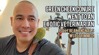 How the Green Cheek Conure Care Annual Veterinarian Exotic Pet Doctor Examination Looks Like