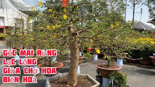 Dạo quanh thị trường HOA TẾT Biên Hoà | Mai Xuân 2023| Ba Ford