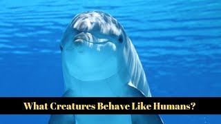 The Most Human-like Animals on Earth Revealed!