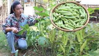 Pregnant mom harvest lady finger and cooking - Okra or lady finger recipe - Cooking with Sreypov