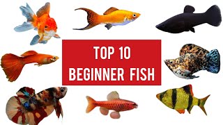 Top 10 Aquarium Fish For Beginners - தமிழ் | Jey's Fish Tanks