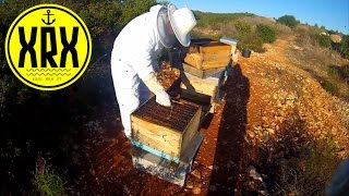 Apicultura - Gopro - Algarve - Honey Bees