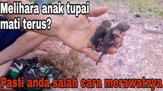 Cara merawat anak tupai agar tidak mati