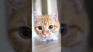 cute cat #cat #catlover #viralvideo #short