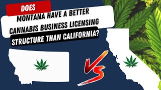 Does Montana have a better Cannabis Business Licensing Structure than California?