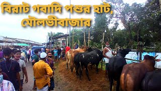 গবাদি পশুর হাট 🐂🐐|| মৌলভীবাজার|| কুরবানি ইদ|| মৌলভীবাজার স্টেডিয়াম|| 2021|| Moulvibazar