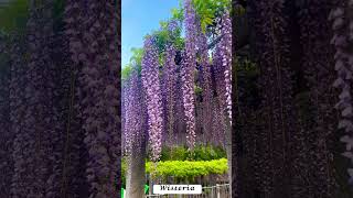 Wisteria or Fuji no Hana in Japanese #japan #flowers #wisteria #shorts #fyp