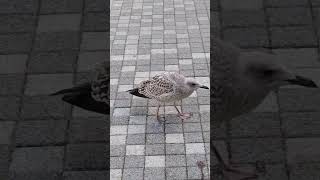 seagull chick catching up with its mum