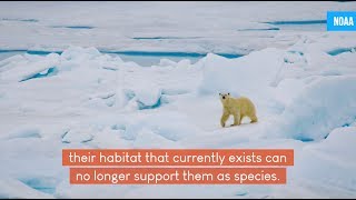 CITES CoP18 Day 2: IPBES