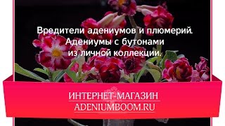 Вредители адениумов и плюмерий.  Адениумы с бутонами из личной коллекции