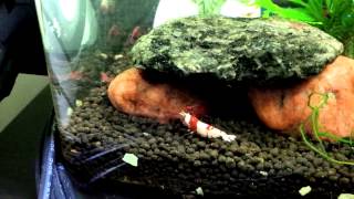 Crystal red shrimp - new born shimplets