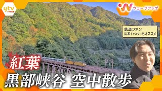 ＜絶景紅葉＞鉄道“マニア”山本キャスターもおすすめ！黒部峡谷とトロッコ電車のコラボ【ウェークアップ】