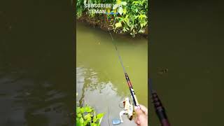 mancing ikan mujaer